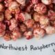 Northwest Raspberry